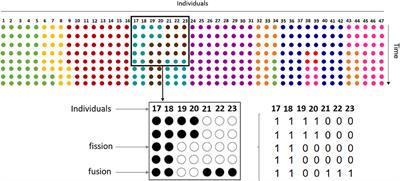 Collective Computation in Animal Fission-Fusion Dynamics